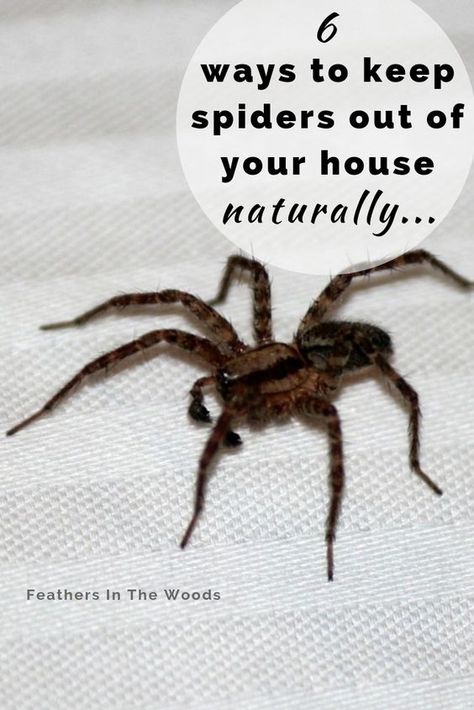 Spider Spray, Spiders Repellent, Get Rid Of Spiders, House Spider, Deep Cleaning Hacks, Natural Bug Repellent, Cleaning Painted Walls, Flea Prevention, Insect Control