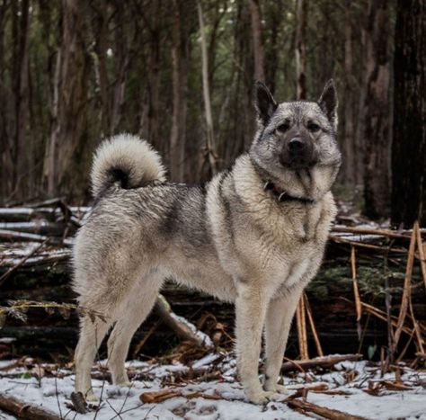 Norwegian Elk Hound, Greenland Dog, Gray Dog, Unique Dog Breeds, Norwegian Elkhound, Grey Dog, Pretty Dogs, Different Dogs, Rare Breed