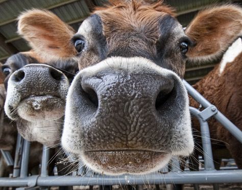 Big Nose ! | Bob Jagendorf | Flickr Cow Nose, Regard Animal, Animal Noses, Happy Cow, Fluffy Cows, Cow Pictures, Cow Calf, Cow Painting