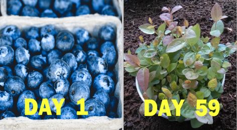 In This video we discuss How to quickly germinate and Grow Blueberries from Seeds of Blueberry.  A very easy way to help them start growing. Strawberry Seedlings, Orchid Propagation, Grow Blueberries, Blueberry Gardening, Orchid Potting Mix, Repotting Orchids, Orchid Fertilizer, Growing Blueberries, Orchid Seeds