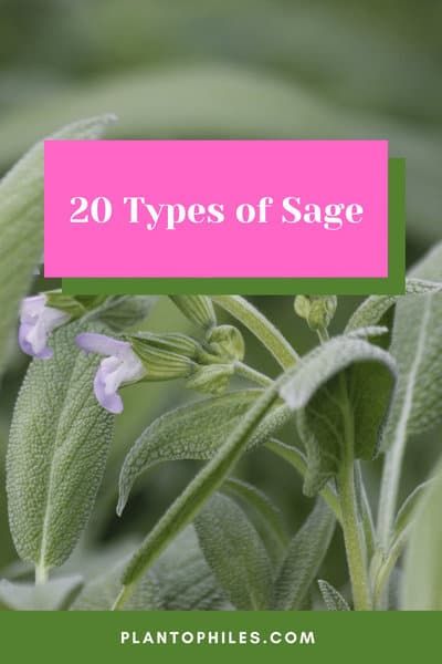 Different Types Of Sage, Sage Plants, Types Of Sage, Sage Bush, Salvia Greggii, Autumn Sage, Types Of Houseplants, Sage Plant, Pineapple Sage