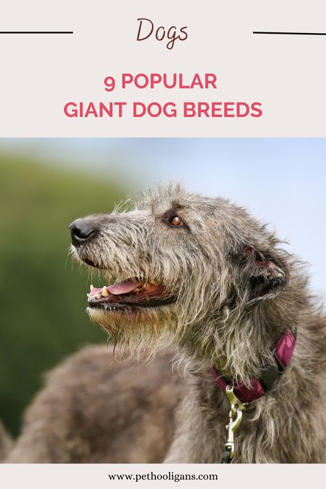 Discover the world of giant dog breeds with our guide to the 9 most popular breeds! Our guide includes information on each breed's temperament, size, and exercise needs. Whether you're looking for a gentle giant or a protective watchdog, our guide has you covered. We've also included tips on how to care for and train these breeds effectively. Get ready to fall in love with the ultimate big dogs with our guide to giant dog breeds. Big Dog Breeds Gentle Giant, Big Dog Breeds List, Very Big Dog, Big Horse Breeds, Gentle Giant Dogs, Friendly Dog Breeds, Chihuahua Breeds, Hypoallergenic Dog Breed, Giant Dog Breeds