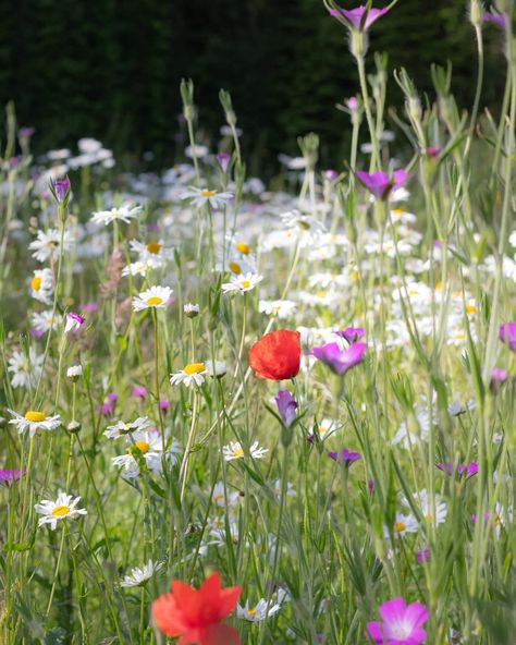 Just a few scenes from a wildflower meadow... Wishing you all a lovely Sunday x Lovely Sunday, Wildflower Meadow, Wild Flowers, Wedding Flowers, Flowers