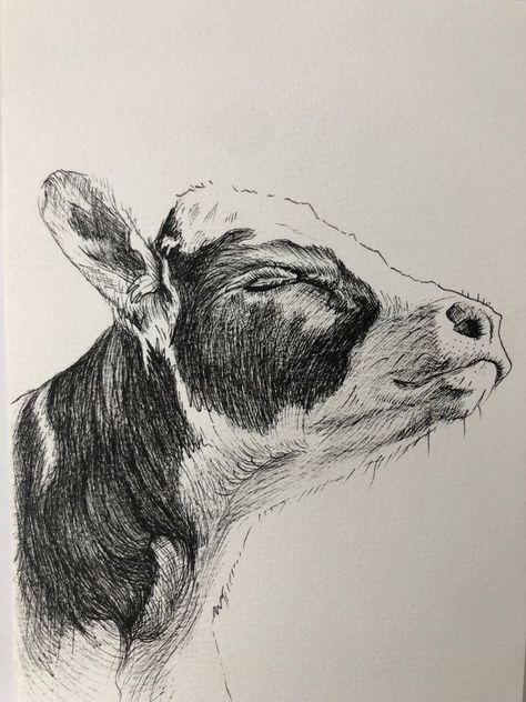 Drawings Of Cows Pencil, Art Drawings Sketches Animals, Cow Pen Drawing, Cow Ink Drawing, Cool Animal Drawings Sketches, Ink Animal Drawings, Cow Pencil Drawings, Cow Drawing Realistic, Pencil Shaded Drawings