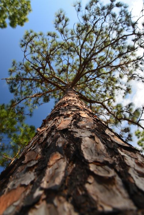 Longleaf Pine, Bald Cypress, Pine Trees Forest, Conifer Trees, Nottingham Forest, Forest Garden, Ancient Tree, Tree Photography, Pine Forest