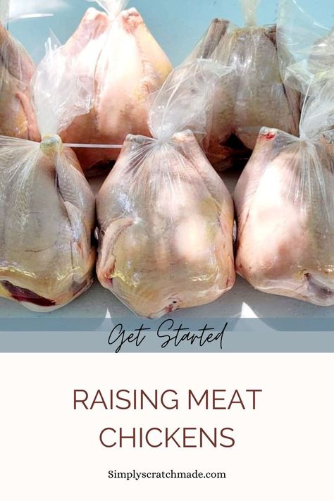 Get started raising meat chickens in your own backyard. It is much easier than you think. Best Meat Chickens, Breeding Chickens, Egg Business, Fluffy Chickens, Raising Meat Chickens, Chicken Flock, Fluffy Chicken, Meat Birds, Rabbit Farm