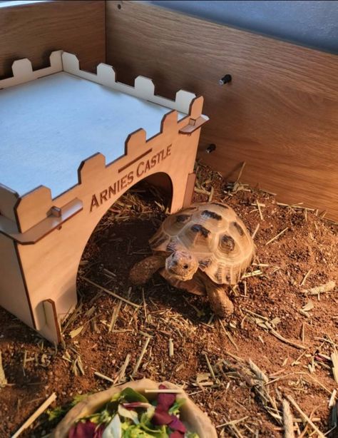 Tortoise House Ideas, Turtle House Indoor, Tortoise Enclosure Ideas, Tortoise House Indoor, Tortoise Enclosure Indoor, Turtle Cage, Pet Tortoise, Turtle House, Tortoise House