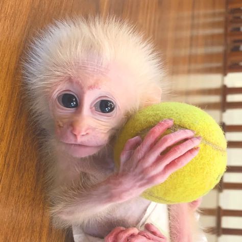 Monkey Videos, Have A Good Time, Cute Monkey, Monkey Business, Hello Welcome, Baby Monkey, Good Time, Outer Space, Monkeys