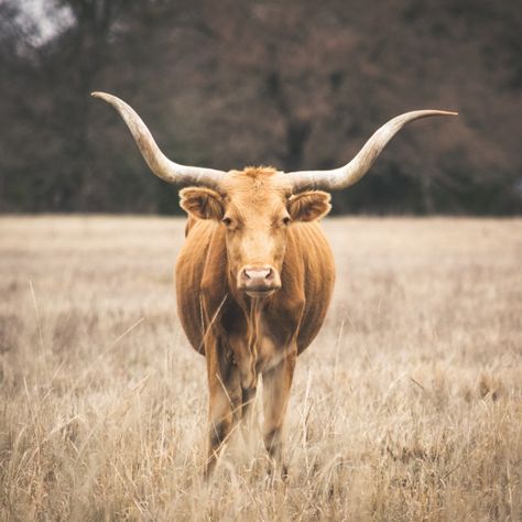 Texas Aesthetic, Texas Longhorn, L Tattoo, Longhorn Cattle, Longhorn Cow, Texas Country, Pretty Fly, Cowboy Aesthetic, Texas Roadtrip