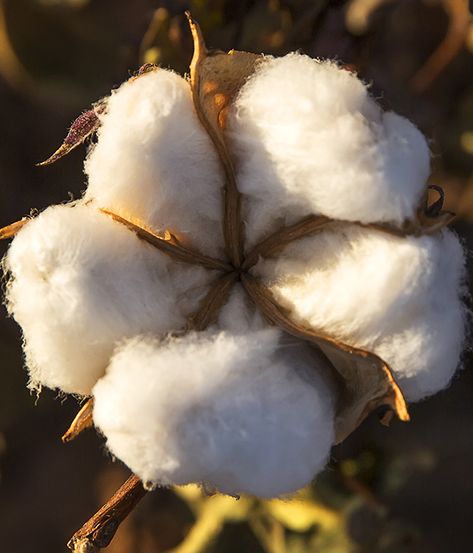 Cotton Painting, Texas Decor, Short Plants, Afternoon Light, Texas Photography, Cotton Boll, Cotton Fields, Cotton Plant, West Texas