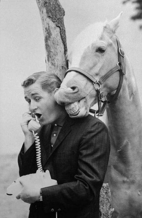 Mr Ed the talking horse Mr Ed, Mister Ed, Alan Young, John Kerry, The Lone Ranger, Classic Television, Old Shows, On The Phone, Old Tv Shows