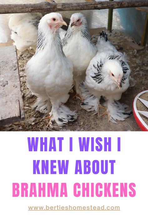 Breeds Of Chickens And Eggs, Brahma Chicken Colors, Brahma Chicken Coop, Brahma Chicken Eggs, Buff Brahma Chicken, Light Brahma Chicken, Chicken Breeds For Eggs, Brahma Rooster, Chicken Math