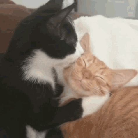 Vanteguggie Taekook Cat GIF - Vanteguggie TaekookCat CatTaekook - Discover & Share GIFs Two Cats, Orange, White