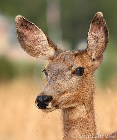 Ww Ideas, Animal Features, Unicorn Tattoo, Deer Ears, Face Angles, Unicorn Tattoos, Ref Sheet, Family Logo, Mule Deer