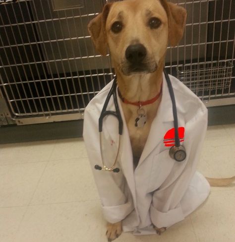 “HELLO, YES I AM THE DOCTOR.” | 19 Dogs Who Have No Idea What They're Doing Humor Animal, Dog Pics, Dog Quotes Funny, Funny Dog Memes, Funny Dog Pictures, Good Boy, Memes Humor, Funny Animal Memes, Funny Animal Pictures