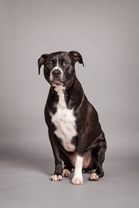 Facebook entrant: "Penny the Pit Bull" - very good quality photo with a high resolution version too. I don't often get a full body with nothing obscuring any part of the dog, so I took this chance for such a picture towards my portrfolio. One for the winner shortlist... #freebie #competition #dogportrait #petportrait #johncarwithen Dog Body Reference, Animal Full Body Photography, Dog Full Body Reference, Animals Reference, 100 Challenge, Bull Pictures, Golden Compass, Animal Reference, Dog Poses