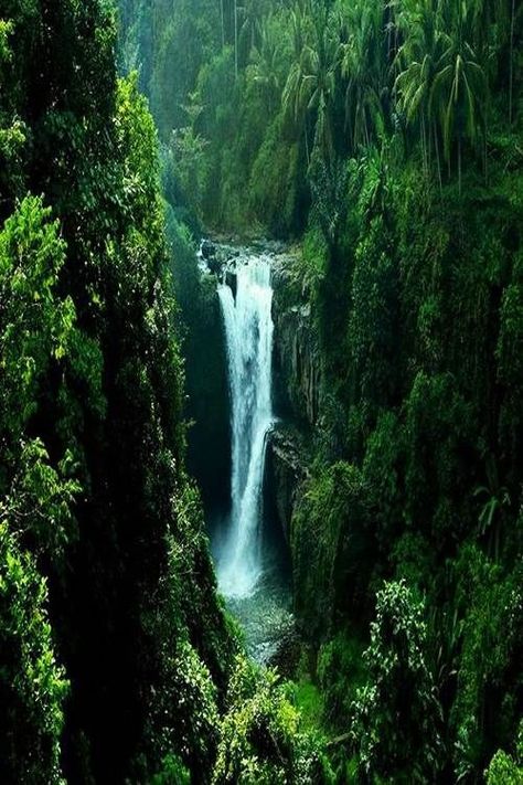 Tegenungan Waterfall, Indonesia, Bali. Voyage Bali, Air Terjun, Colorful Life, Padang, Beautiful Waterfalls, Bali Travel, Lombok, Green Trees, Ubud