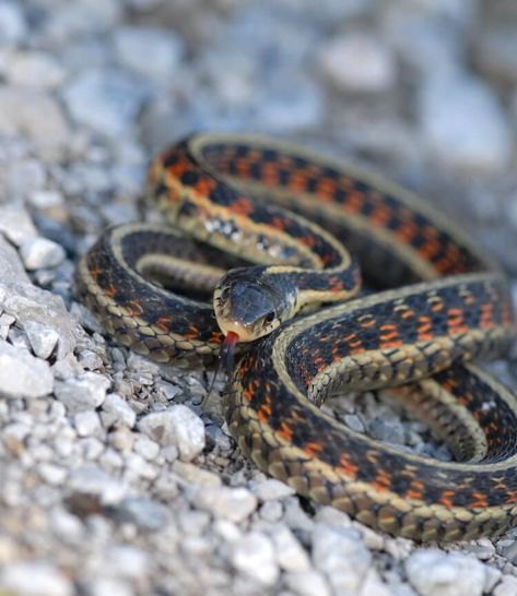 20+ Types Of Garter Snakes: How to Identify These Garden Snakes – Everything Reptiles Snake Facts For Kids, Snakes Photography, Snake Pets, Snake Cute, California King Snake, Inland Taipan, Cute Animal Character, Green Anaconda, Snake Facts