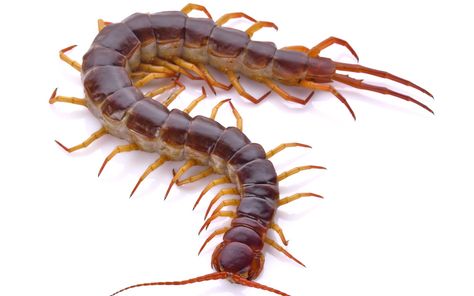 The Most Dangerous Centipede In The World Can Kill You | Johnny B Pest Control Laika Dog, Fumigation Services, Centipedes, Not Aesthetic, Photo Clipart, Termite Control, Roanoke Va, Flying Insects, Pest Control Services