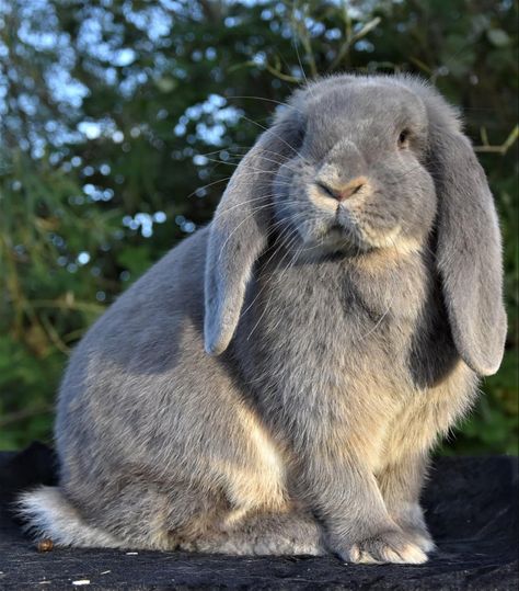 Bunny Close Up, Rabbit Art Reference, Reference Photos Of Animals, Drawing Reference Animals Photos, Art Reference Animals Photos, Bunny Reference Photos, Animal Art Reference Photo, Bunny Laying Down, Rabbit Reference Photo