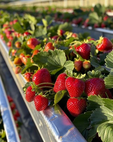 Get perfect strawberries every time with this technique (focus on simple horizontal gutter strawberry planter and why it's effective) Gutter Strawberry Planter, Hanging Strawberry Planter Ideas, Strawberry Plants Ideas, Strawberry Seedlings, Aesthetic Hobbies, Strawberry Planters Diy, Diy Gutters, Strawberry Planter, Strawberry Water