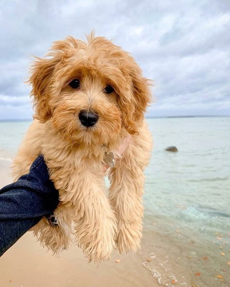 Goldendoodle Full Grown, Dyed Dogs, Miniature Goldendoodle, Dogs Smiling, Goldendoodle Miniature, Dog Space, Ras Anjing, Family Friendly Dogs, Mini Goldendoodle Puppies