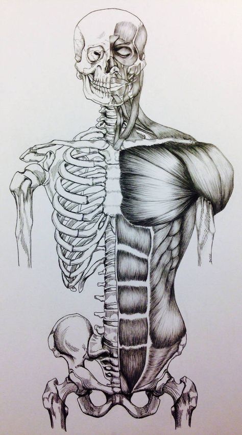 Skull to Pelvis Bone/Muscle Study Front View by BillyDoubleU Pelvis Bone, Muscle Study, Medical Drawings, Skeleton Drawings, Human Anatomy Drawing, Human Skeleton, Human Figure Drawing, Human Anatomy Art, Anatomy Sketches