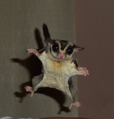 A little flight time! Sugar Glider Habitat, Sugar Glider Care, Sugar Glider Pet, Sugar Glider Cage, Cute Animal Tattoos, Baby Skunks, Australia Animals, Sugar Gliders, Cute Small Animals