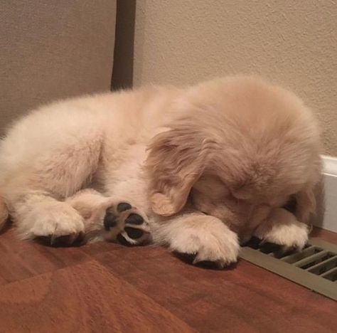 Puppy Instagram, Sleepy Puppy, Super Cute Puppies, Golden Retriever Puppy, Retriever Puppy, Cute Dogs And Puppies, Retriever Dog, Golden Retrievers