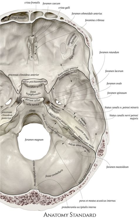 The detailed view of the inner surface of the cranial base demonstrating openings and connections to other topographical areas of the skull Skull Bones Anatomy, Human Skull Anatomy, Human Skeleton Anatomy, Skull Anatomy, Anatomy Bones, Dentistry Student, Medicine Notes, Dental Anatomy, Basic Anatomy And Physiology