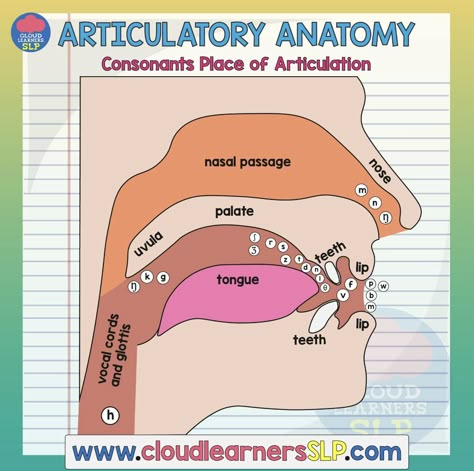 Place Of Articulation, Speech Language Pathology Grad School, Linguistics Study, Vocal Technique, Oral Communication, Childhood Apraxia Of Speech, Speech Therapy Tools, Apraxia Of Speech, Speech Articulation