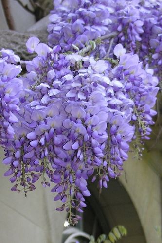 Chinese Wisteria, Wisteria Sinensis, Wisteria Plant, Wisteria Vine, Wisteria Tree, Heirloom Roses, Climbing Vines, Flowering Vines, Fragrant Flowers