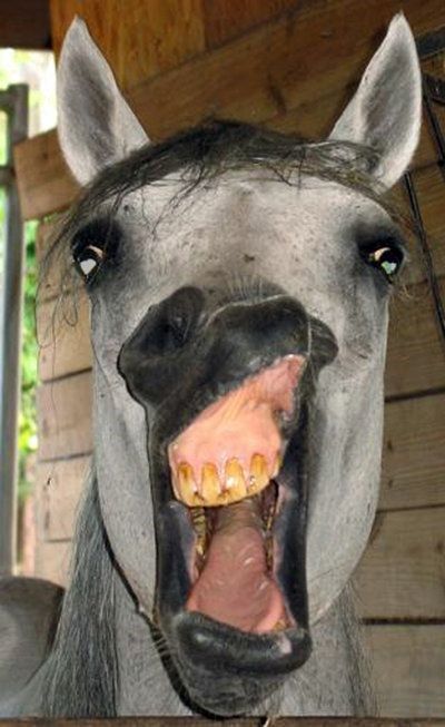 16 Silly Horses Whose Expressions Would Make Your Day So Much Better Funny Horse Face, Donkey Funny, Funny Animal Faces, Funny Horse Pictures, Rasy Koni, Funny Horses, Horse Face, Grey Horse, Funny Horse