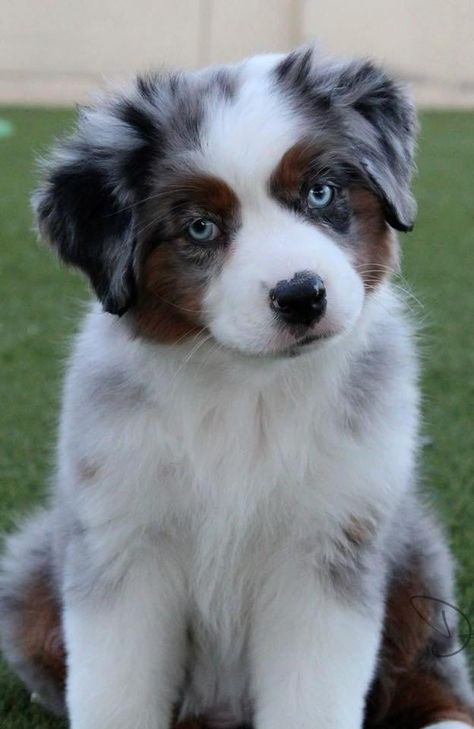 Miniature Aussie, Shepherd Mix Puppies, Miniature American Shepherd, Puppy Leash, American Shepherd, Akc Breeds, Aussie Shepherd, Aussie Puppies, Good Dog