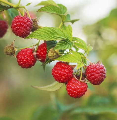 Plants Under Trees, Strawberry Seed, Raspberry Fruit, Wild Strawberries, Growing Fruit, Fruit Plants, Fruit And Veg, Edible Garden, Red Berries