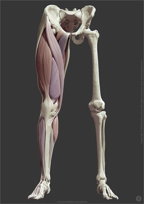 ArtStation - Leg anatomy, Jekabs Jaunarajs Leg Muscles Anatomy, Leg Anatomy, Human Muscle Anatomy, Leg Muscle, Anatomy Images, 3d Anatomy, Human Legs, Drawing Legs, Skeleton Anatomy