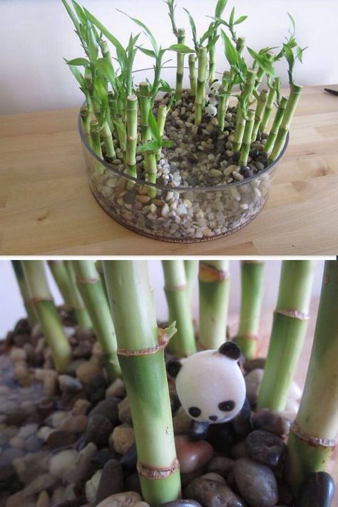 Panda School Project Pandas habitat | Independent Project 2nd ... Panda Diorama, Panda Surprise, Panda Classroom, Ecosystems Diorama, Panda Project, Panda Activities, Panda Themed Party, Panda Habitat, Diorama Kids