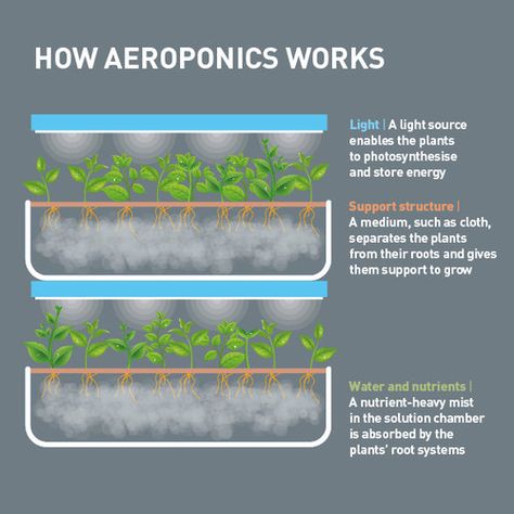 Aeroponic Gardening, Aeroponic System, Azaleas Garden, Free Gas, Vertical Farming, Aquaponics System, Root Growth, Hydroponics System, Plant Supports