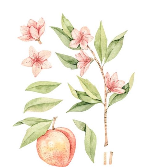 Peach Blossom Flower, Peach Fruit, Fruit Flowers, Tangle Art, Peach Blossom, Peach Flowers, Pink Blossom, Peach Blossoms, Blossom Flower