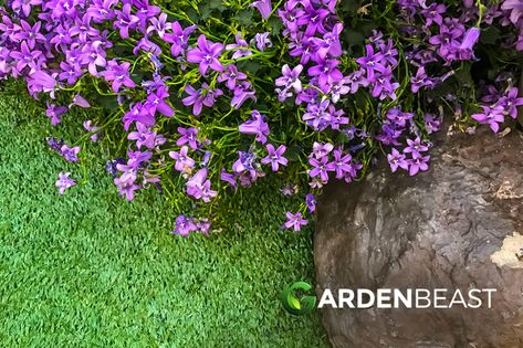 6a Gardening, Mother Of Thyme, Red Creeping Thyme, Best Ground Cover Plants, Corner Landscaping, Foxglove Flowers, Growing Thyme, Train Garden, Garden Ground