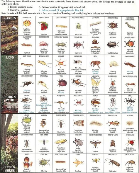 Insect ID Chart                                                                                                                                                                                 More Garden Pests Identification, Bug Identification, Insect Identification, House Bugs, Garden Bugs, Plant Pests, Garden Insects, Insect Pest, Garden Pest Control