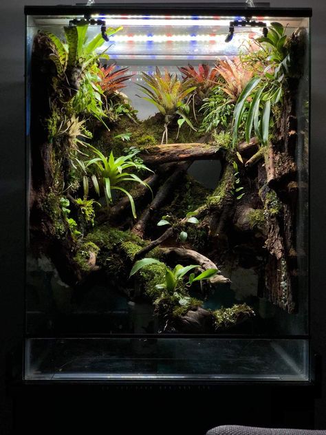 Vivarium Crested Gecko, 18x18x24 Terrarium, Leachie Gecko Enclosure, Crested Gecko Vivarium, Chameleon Terrarium, Crested Gecko Habitat, Dart Frog Terrarium, Tree Frog Terrarium, Dart Frog Vivarium