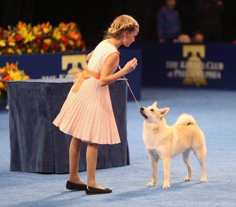 Age is but a number | While a dog show is very clearly about the pups, it's important for dog handlers to dress to impress. Here are just a few of the fashion rules we learned at the National Dog Show. Dog Show Handler Outfit, Show Dogs Breeds, Dog Show Outfits, Dog Sports Aesthetic, Dog Show Outfits Women, Best In Show Dog, Dog Show Aesthetic, Dog Shows, Dog Conformation