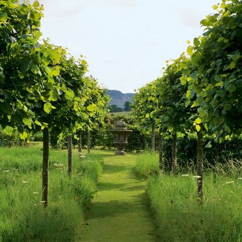 Lime trees in a wild flower meadow with mown path leading to stone feature Orchard Ideas, France Garden, Pleached Trees, Lime Trees, Garden Orchard, Orchard Garden, Wild Meadow, Wild Flower Meadow, Meadow Garden