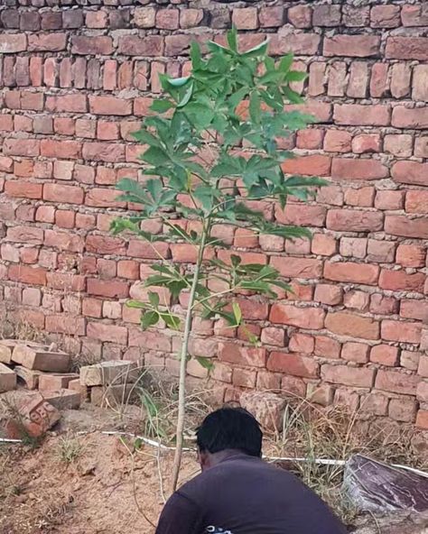 18th September 2022 planted the first tree... Kalpvriksh.Kalpavriksha is a wish-fulfilling divine tree in religions like Hinduism, Jainism, and Buddhism. In Buddhism, another term, ratnavṛkṣa, is also common. Its earliest descriptions are mentioned in Sanskrit literature. It is also a popular theme in Jain cosmology and Buddhism. Jain Cosmology, September 2022, One Tree, Sanskrit, Buddhism, The One, Literature, The First, Plants