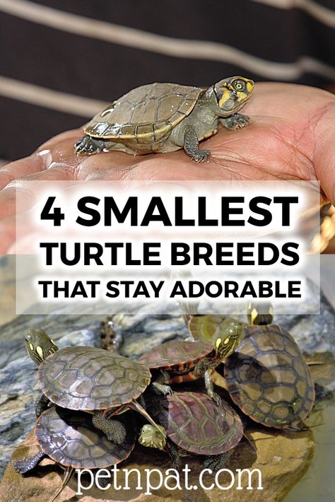 4 Smallest Turtle Breeds Guaranteed To Stay Adorable Forever!  #turtles #pets #animals #aquarium Turtle Pet Care, Water Turtle Habitat Ideas, Water Turtle Tank Ideas Indoor, Small Turtle Tank Ideas, Turtle Pet Tanks, Turtle Cage Ideas, Pet Turtle Aesthetic, Water Turtle Tank Ideas, Diy Turtle Habitat