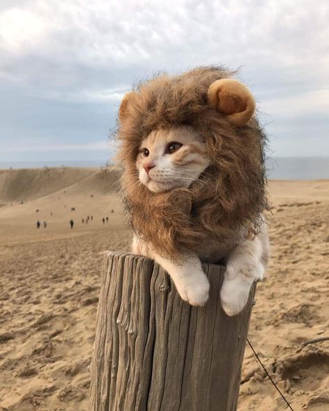 31 Remarkable Pics of Internet Gold A Cat, Lion, Funny