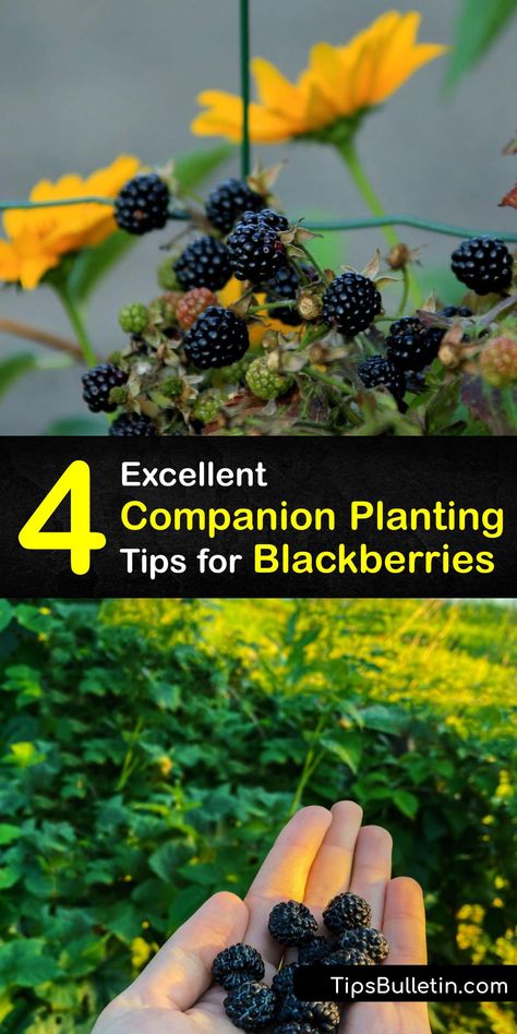 Blackberry Bushes Care How To Grow, Blackberry Bushes Growing, Propagating Blackberry Plants, Planting Blackberry Bushes, Growing Blackberries In Containers, Blackberry Orchard, Blackberry Plants How To Grow, Blackberry Companion Plants, Container Blackberries