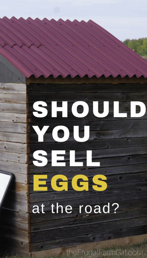 Wondering if you should sell your chicken eggs from your home? Try these helpful tips and tricks to get you started. via @tasiaboland Farm Fresh Egg Stand, Homesteading Chickens, Homesteading Inspiration, Selling Eggs, Best Egg Laying Chickens, Eggs For Sale, Egg Laying Chickens, Vegetable Stand, Raising Backyard Chickens