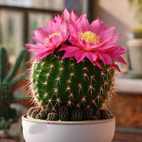 Cactus Reference Photos, Cactus Reference, Cactus With Pink Flower, Cactus With Flowers, Cacti Flowers, Pretty Cactus, Cactus Aesthetic, Round Cactus, Cactus Images